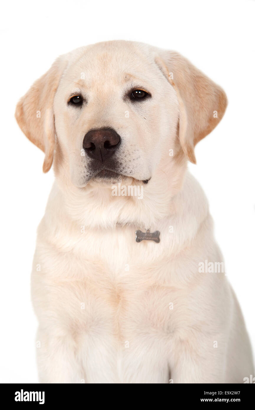 Il Labrador cucciolo di 3 mesi di età in studio REGNO UNITO Foto Stock