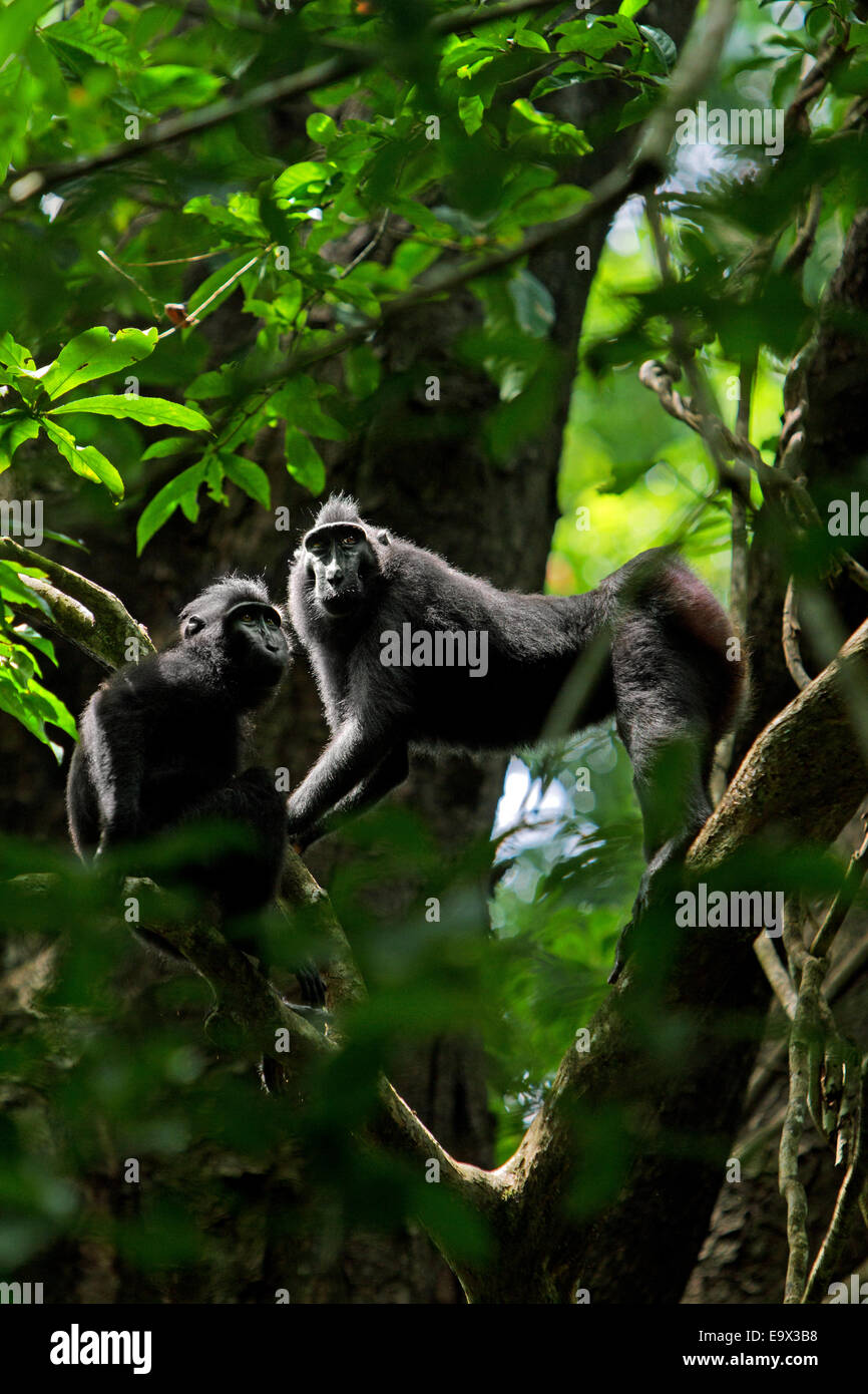I macachi neri di Sulawesi (Macaca nigra) vagano su un albero nella riserva naturale di Tangkoko, Sulawesi settentrionale, Indonesia. Foto Stock