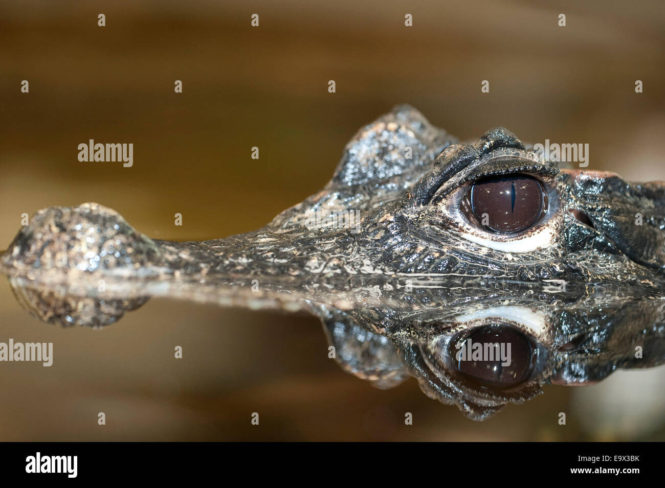 Africa occidentale coccodrillo Nana Osteolaemus tetraspis Foto Stock