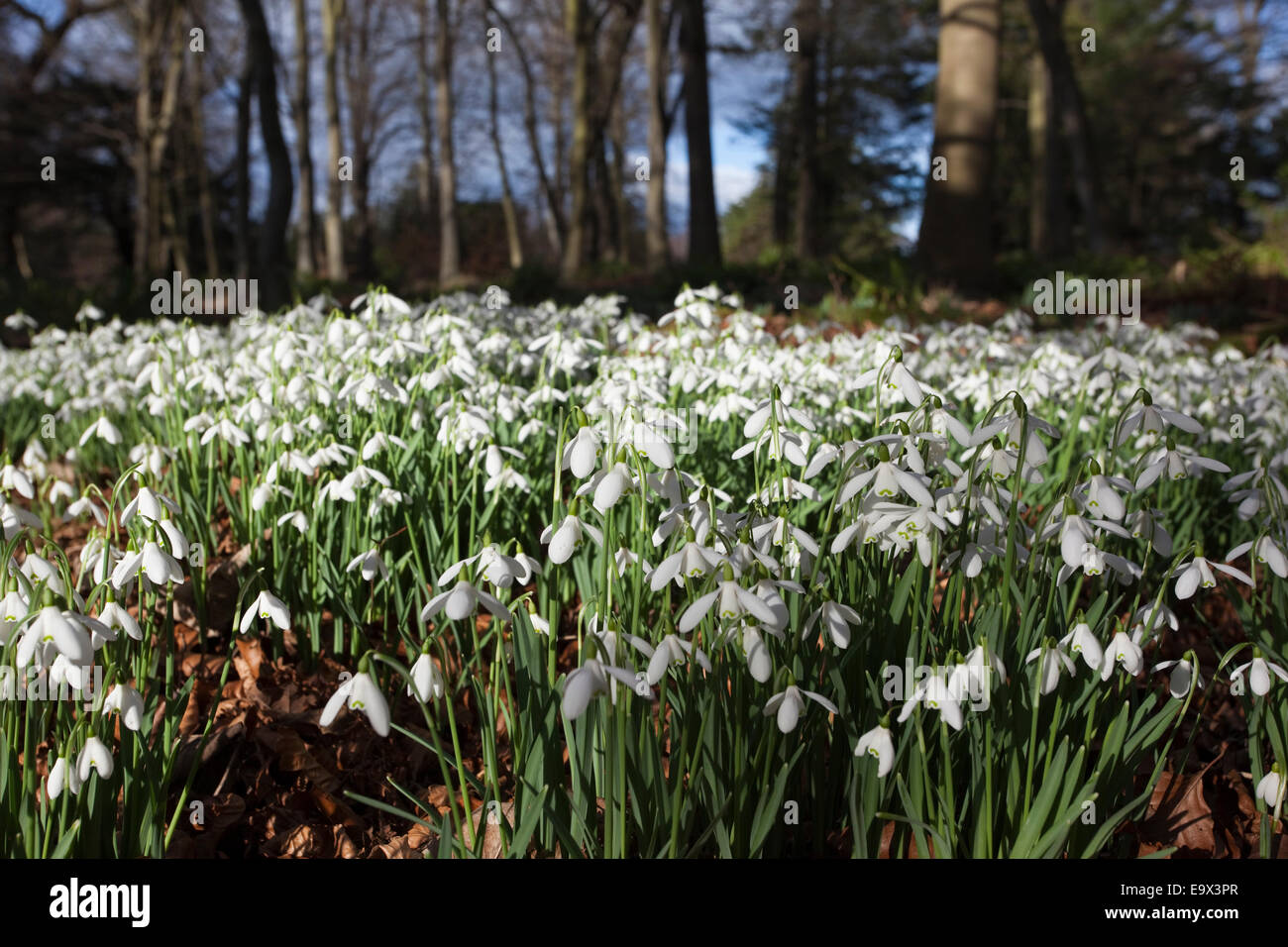 Snowdrops (Galanthus nivalis), nei boschi, Howick Hall giardino, Northumberland, Regno Unito, Marzo 2009 Foto Stock