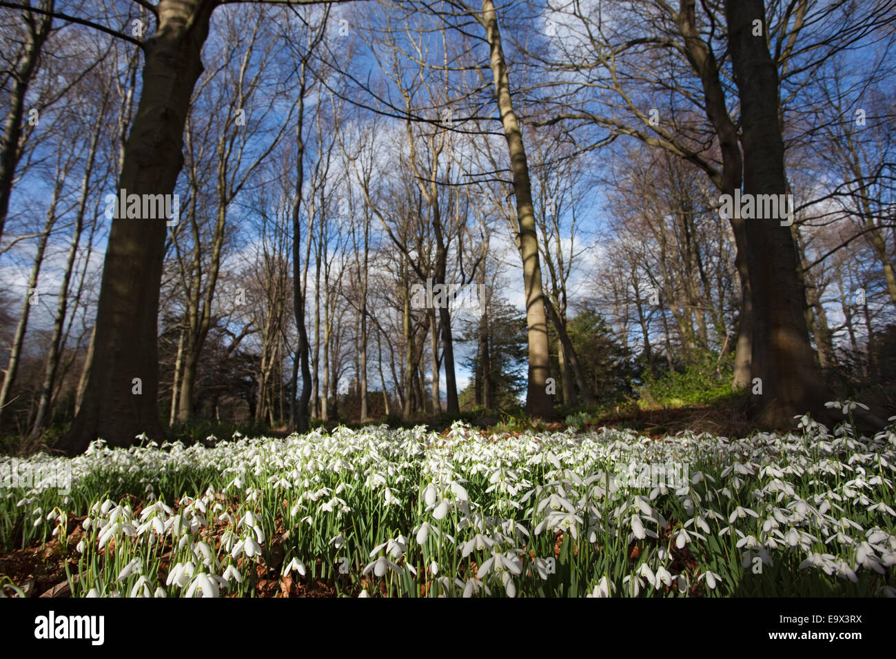 Snowdrops (Galanthus nivalis) nel bosco, Howick Hall giardino, Northumberland, Regno Unito, Marzo 2009 Foto Stock