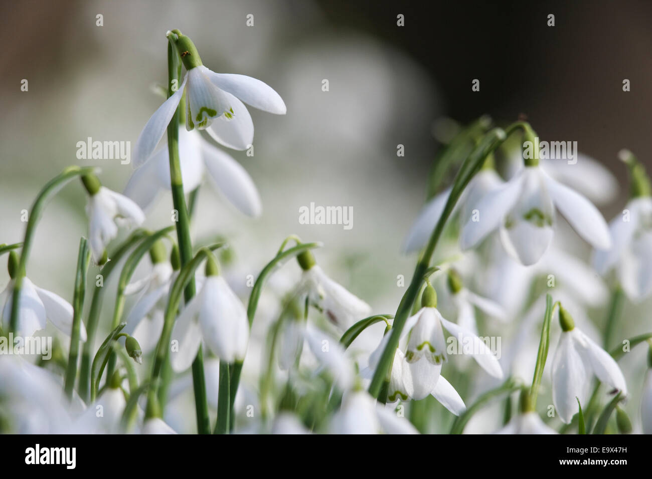 Snowdrops (Galanthus nivalis), Howick Hall, Northumberland, Regno Unito Foto Stock