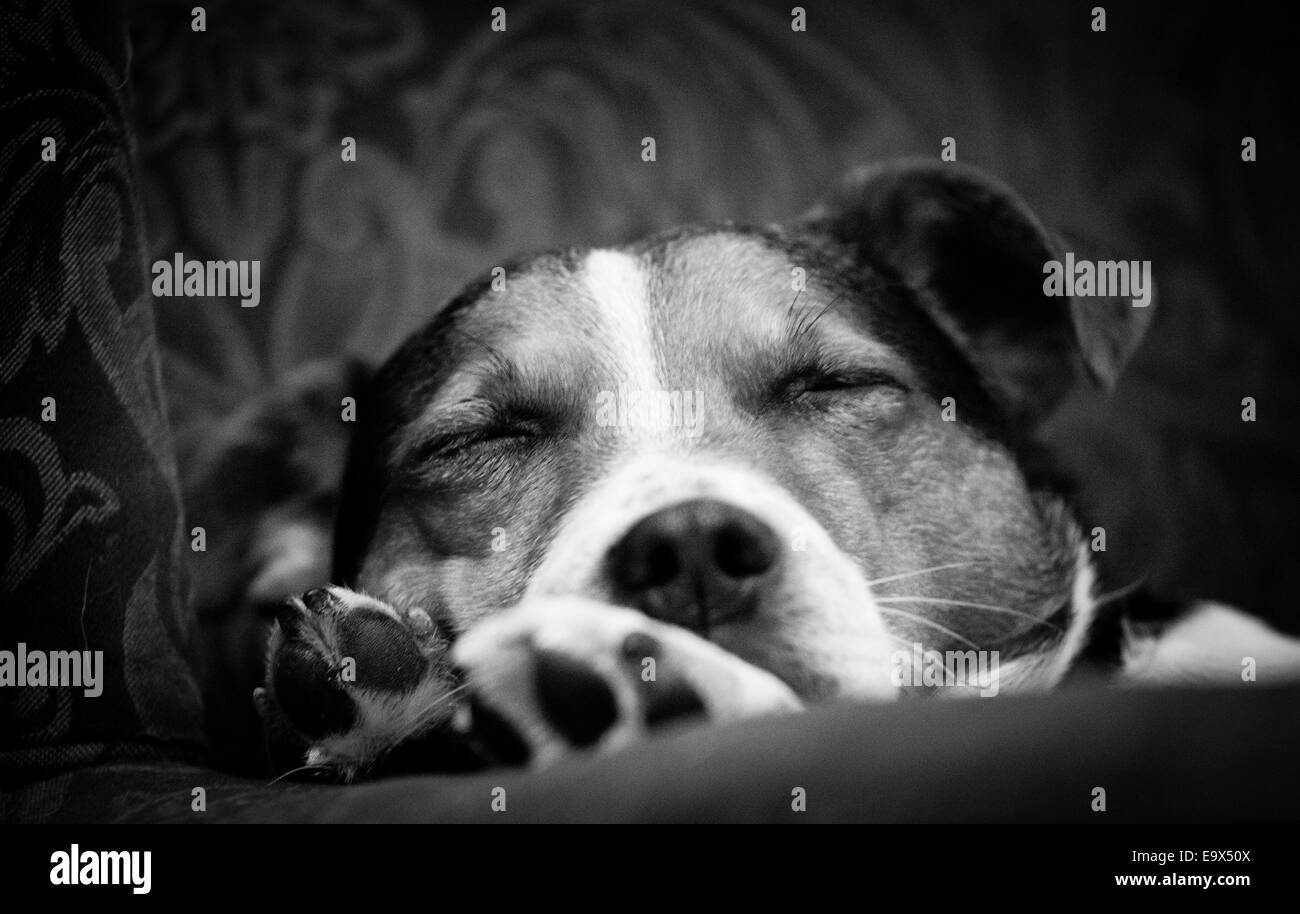 Una chiusura di un sonno jack russell terrier giacente su un divano. Foto Stock