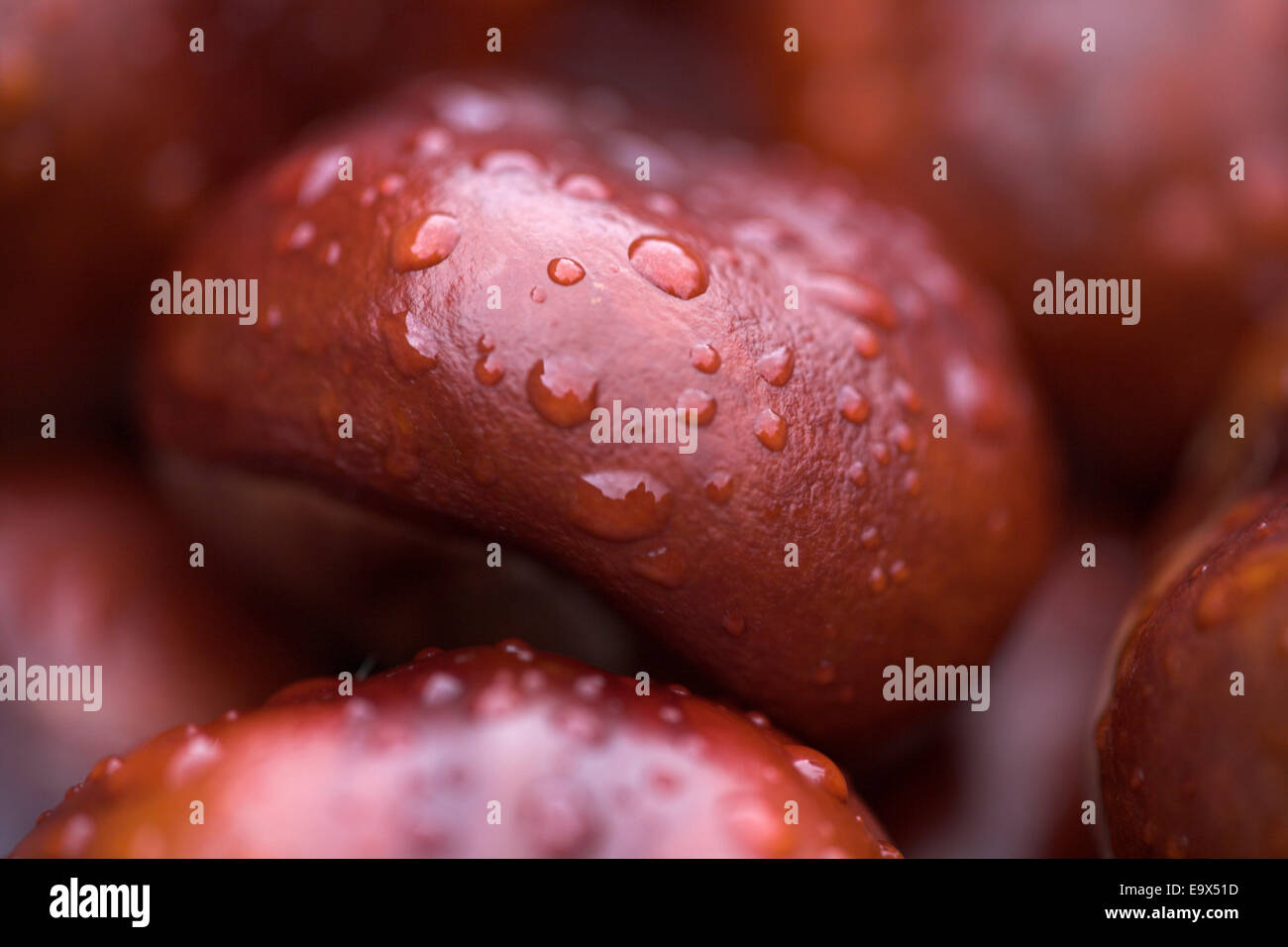Ippocastano (Aesculus hippocastanum) dopo la pioggia, REGNO UNITO Foto Stock