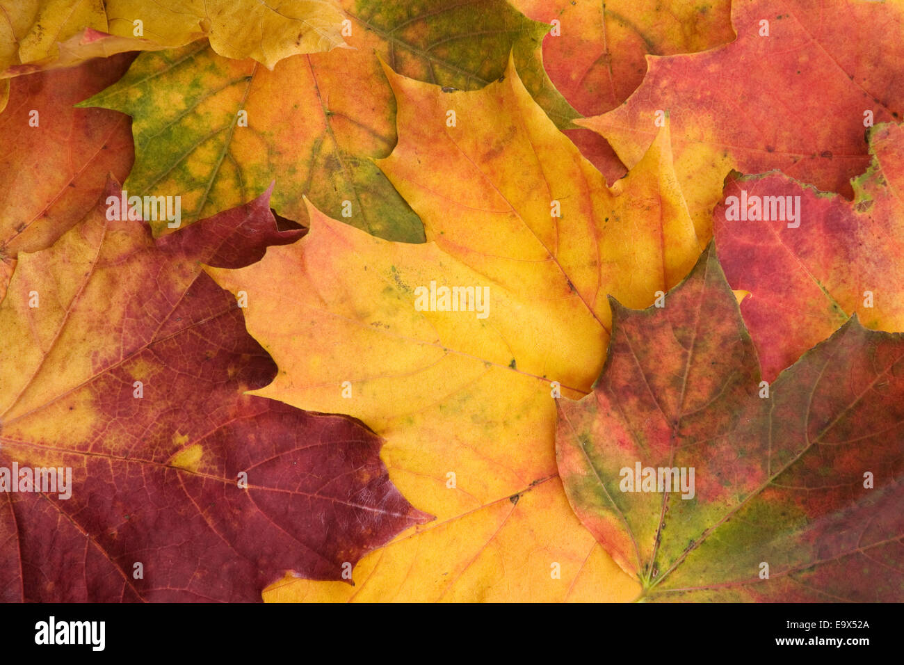 Norvegia foglie di acero (Acer platanoides), in autunno, REGNO UNITO Foto Stock