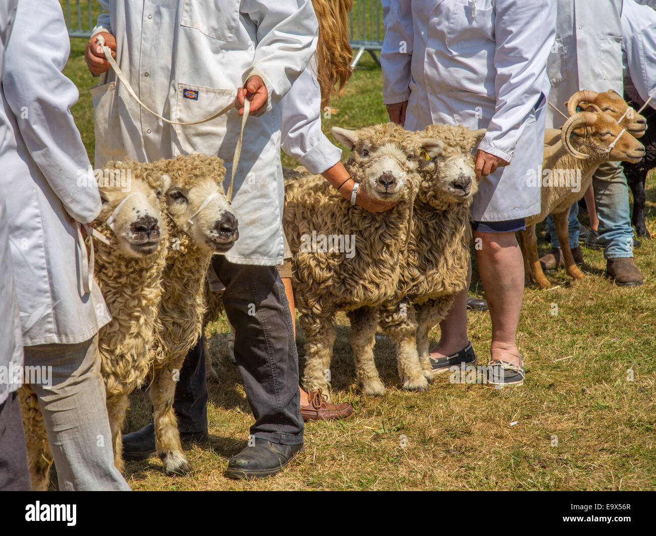Pecore essendo mostrata in New Forest Show 2014, Hampshire, Inghilterra Foto Stock