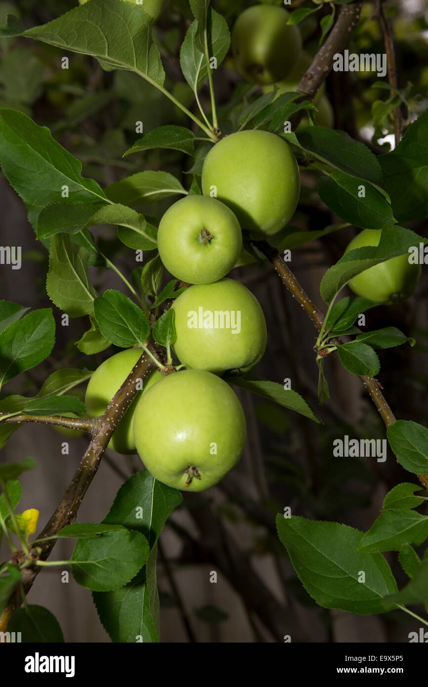 Mela verde, mela verde, Apple, mele, melo, apple orchard, Malus domestica, Novato, Marin County, California, Stati Uniti, America del Nord Foto Stock