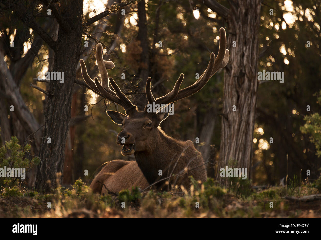 Un elk è visto al Grand Canyon National Park vicino a Tusayan, Arizona, Stati Uniti, 11 giugno 2014. (Adrien Veczan) Foto Stock
