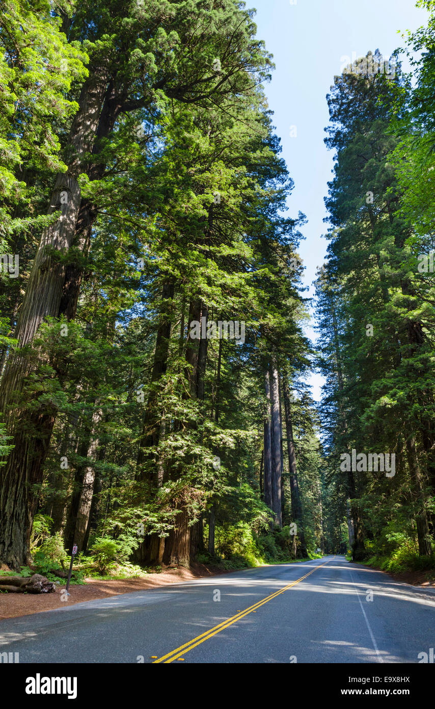 Newton B Drury Scenic Parkway attraverso Redwood National e i parchi statali della California del Nord, STATI UNITI D'AMERICA Foto Stock