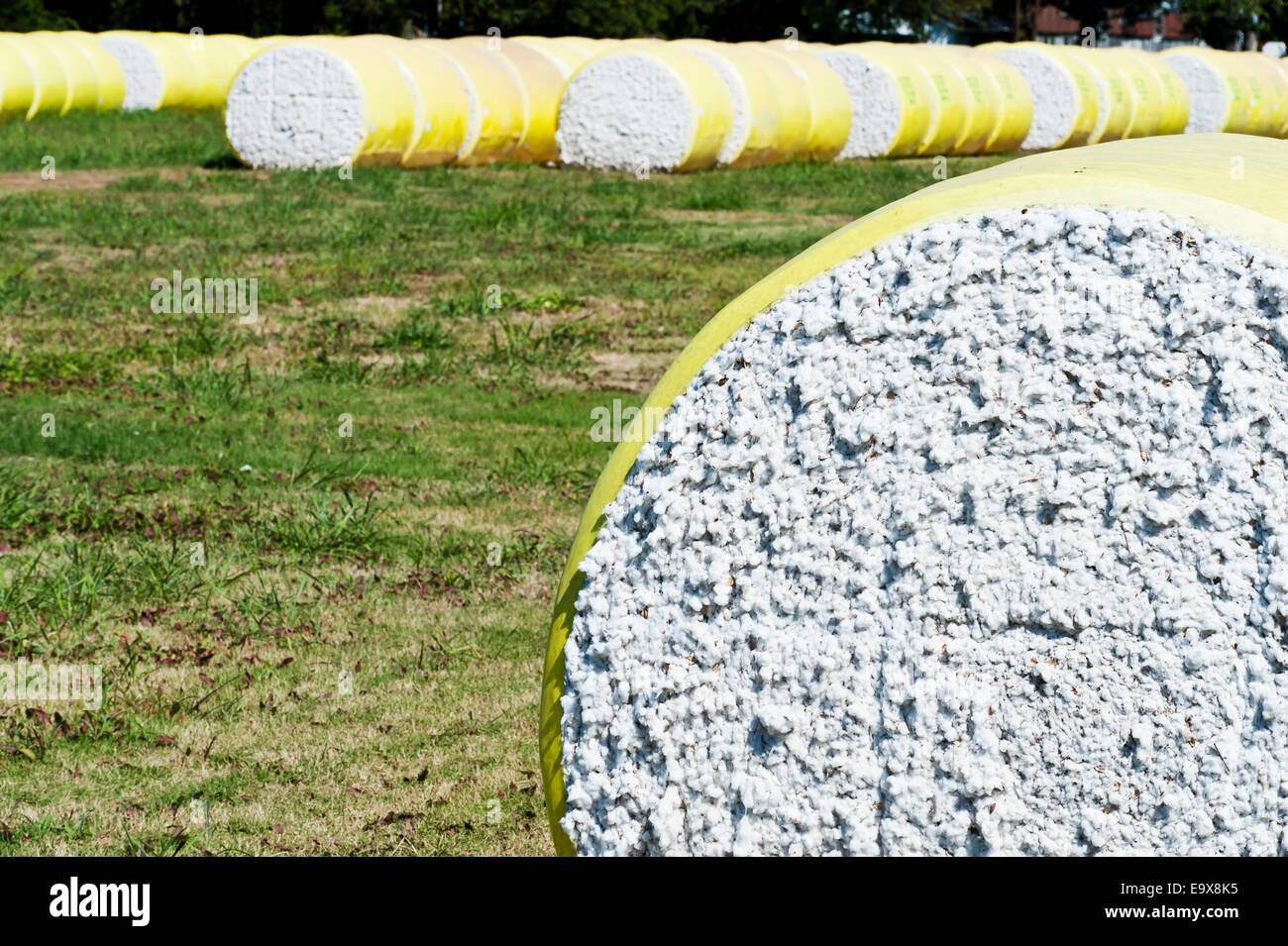 Moduli circolari di cotone attendere nel cantiere di gin di sgranatura; Cary, Mississippi, Stati Uniti d'America Foto Stock