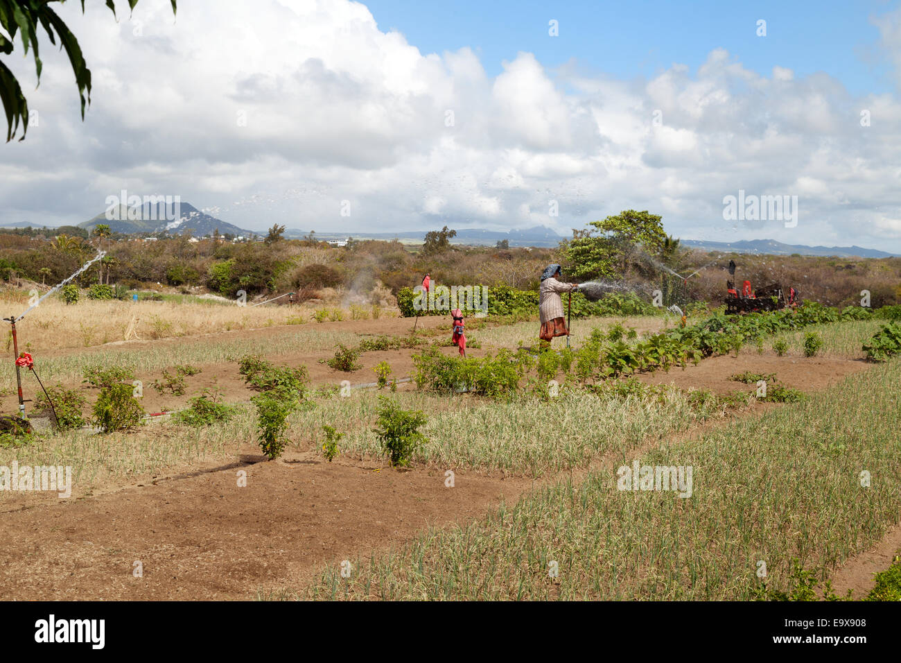 Una donna di Maurizio abbeveraggio un campo di colture pn una fattoria di seminativi, Mauritius Foto Stock