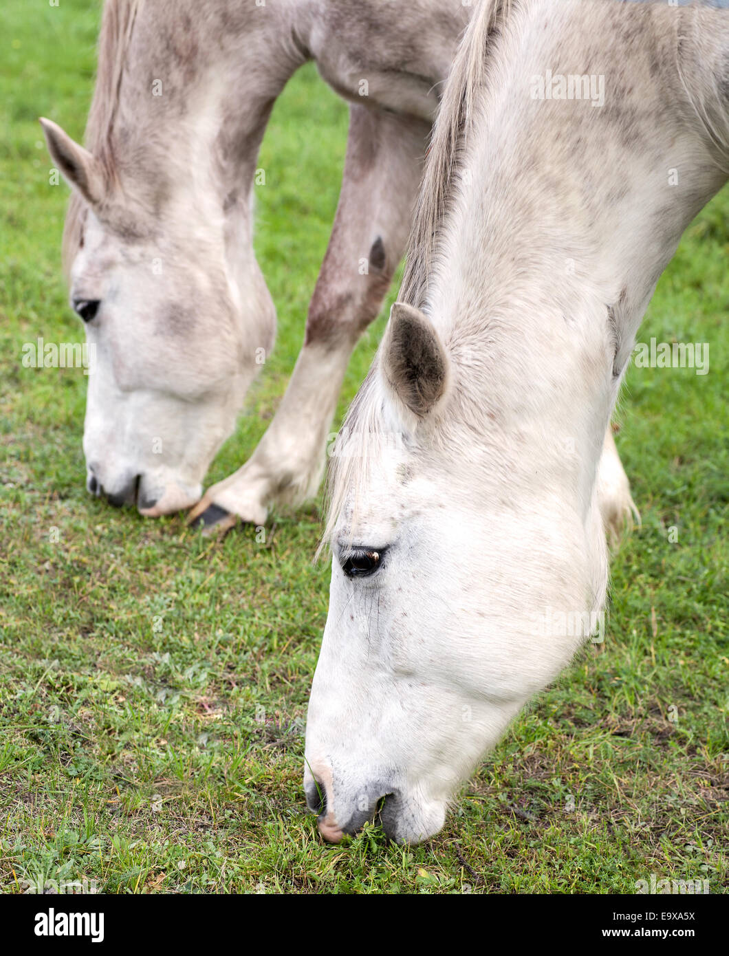 Close up foto di cavalli pascolano in erba. Foto Stock