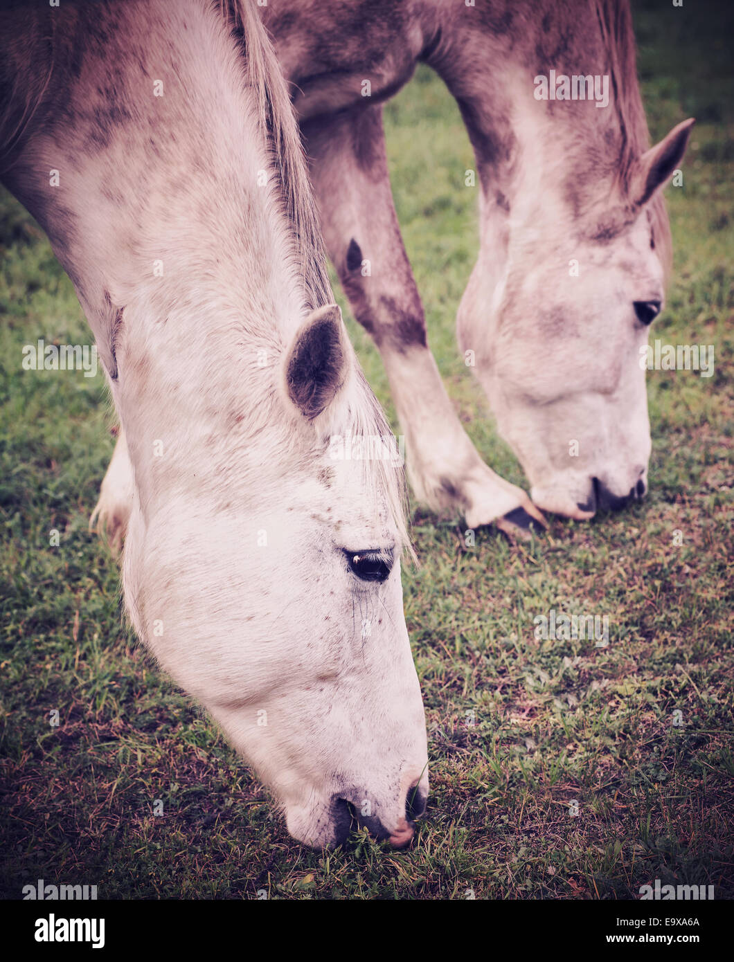 Vintage foto di cavalli pascolano in erba. Foto Stock