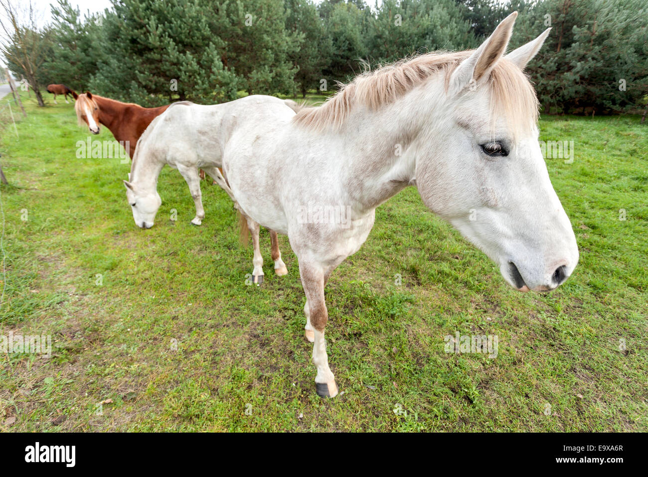 Foto di tre cavalli pascolano in erba. Foto Stock