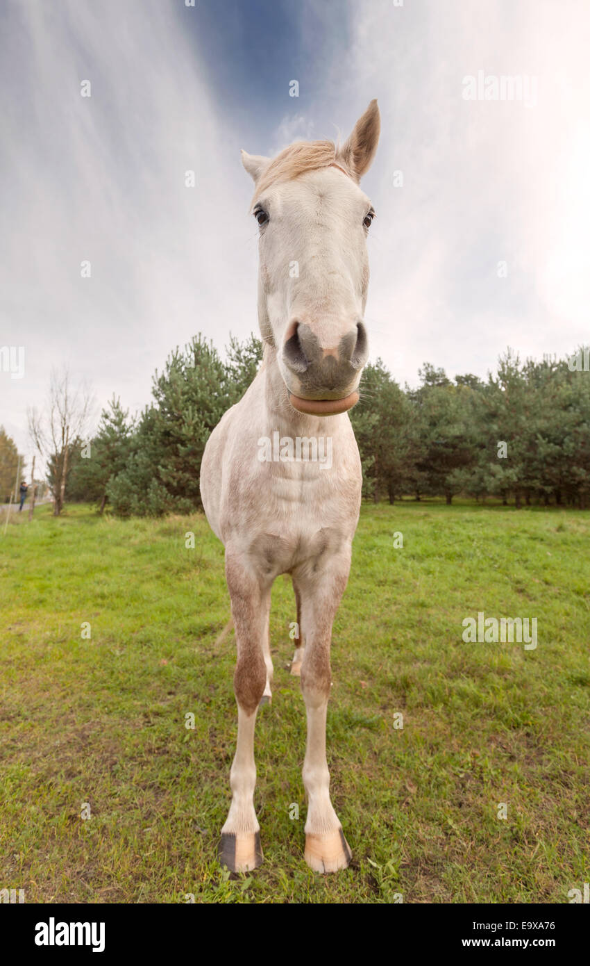 Ampio angolo di immagine di un cavallo. Foto Stock