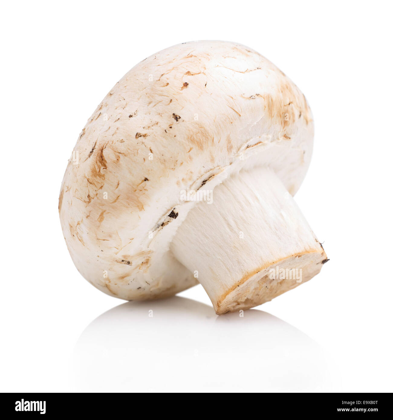Crudo fresco fungo isolato su sfondo bianco Foto Stock