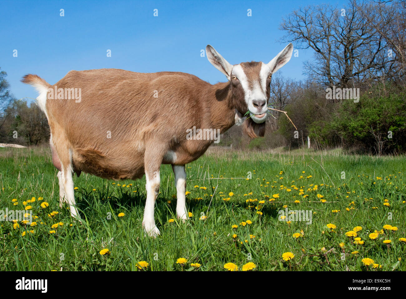 Bestiame - di un DOE (femmina) Toggenburg di capra di caseificio di pascolare su un verde pascolo con il tarassaco / East Troy, Wisconsin, Stati Uniti d'America. Foto Stock