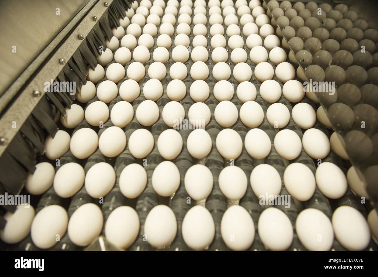 Uova ordinati su un convenzionale di produzione di uova commerciale azienda agricola; Hampstead, Maryland, Stati Uniti d'America Foto Stock