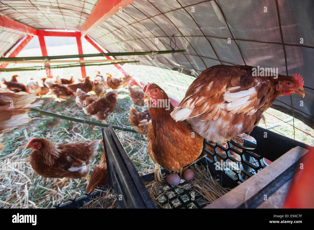 Le galline ovaiole in coop; SCINTILLE, Maryland, Stati Uniti d'America Foto Stock
