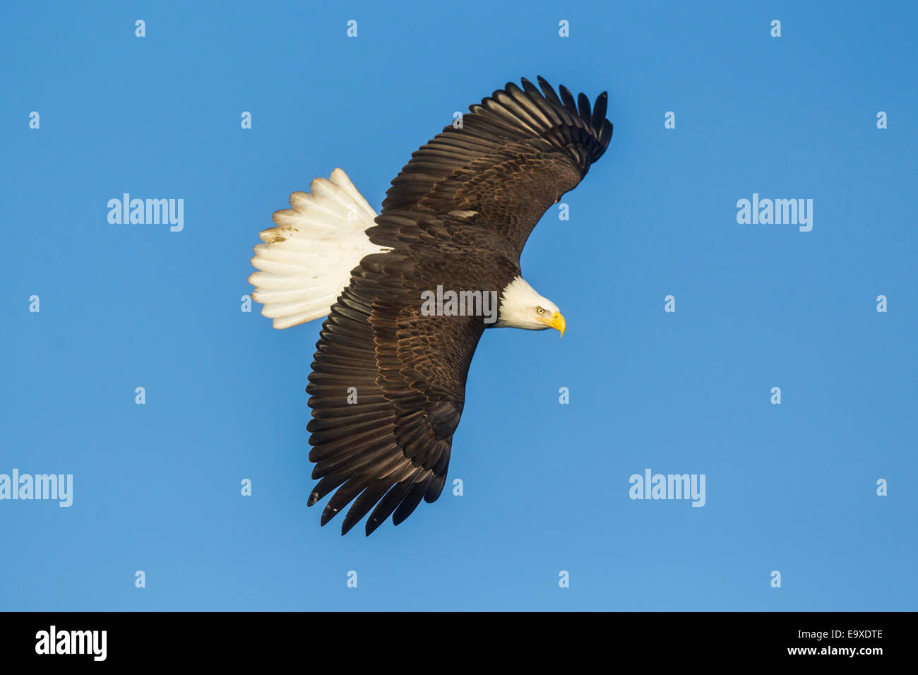 Coppia aquila calva in volo Foto Stock