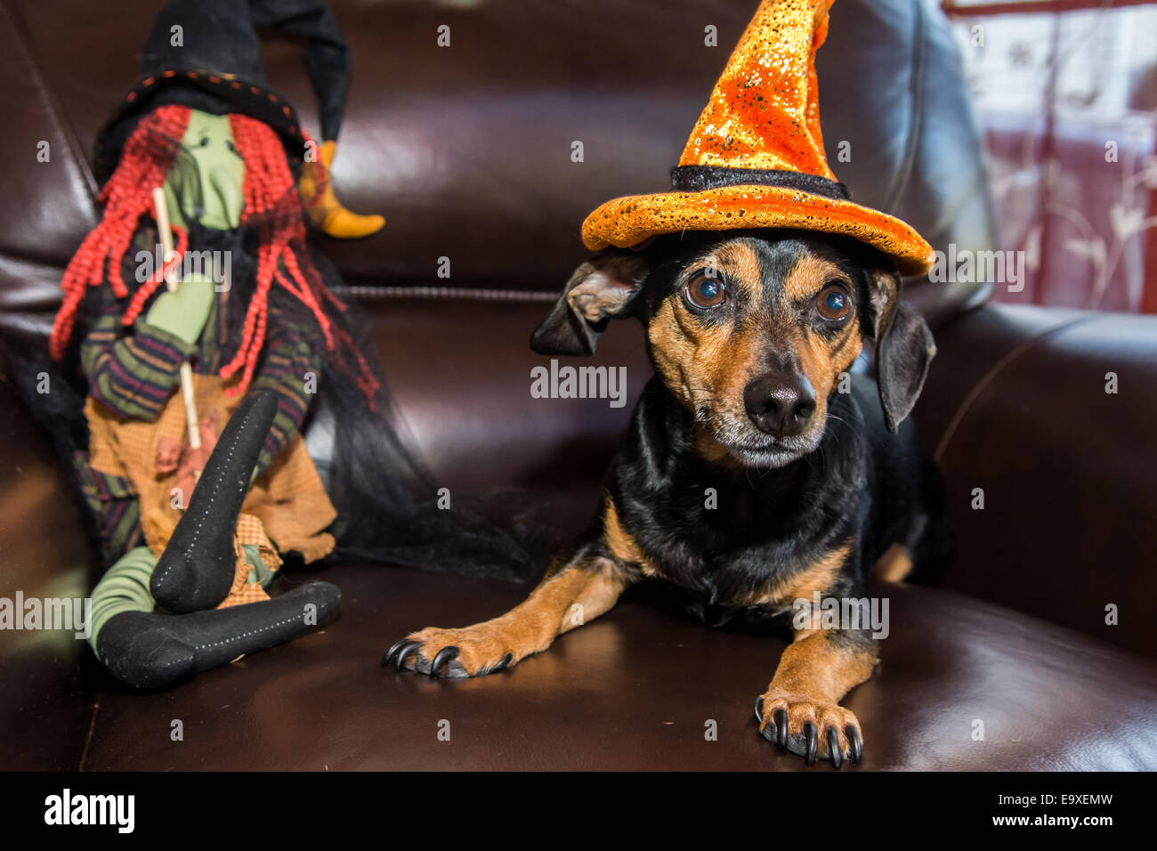 Cute cane su Halloween Foto Stock
