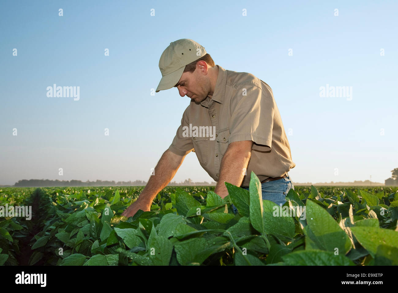 Agricoltura - un agricoltore (coltivatore) esamina la sua metà della crescita di raccolto di soia a metà-fine cialda set stage / Arkansas, Stati Uniti d'America. Foto Stock