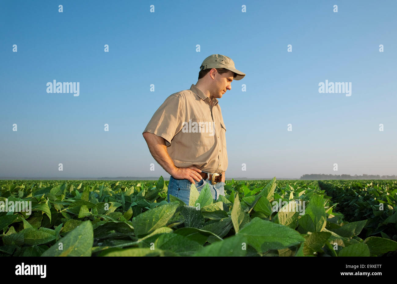 Bill,Ag,l'agricoltura,agricola,l'Abbondanza Foto Stock