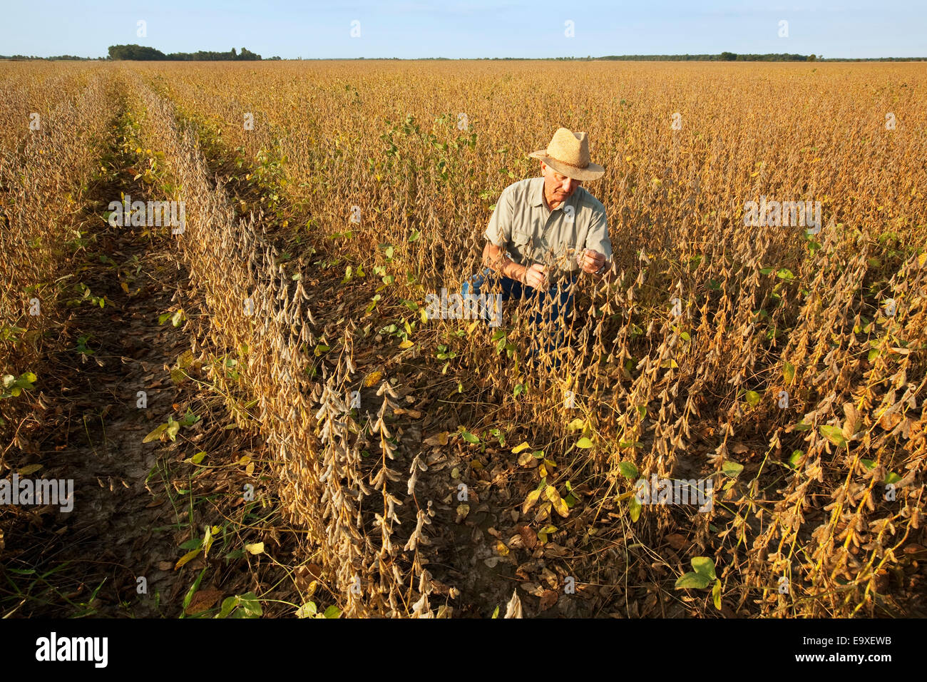 Agricoltura - un agricoltore (coltivatore) ispeziona il suo raccolto maturo pronto il raccolto di soia / Arkansas, Stati Uniti d'America. Foto Stock