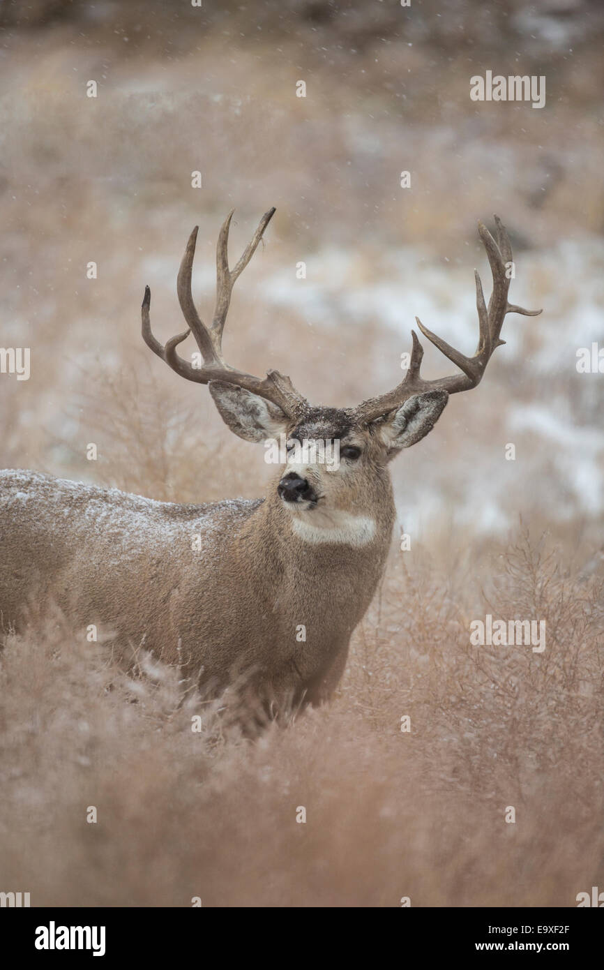 Mule Deer buck durante l'autunno rut Foto Stock