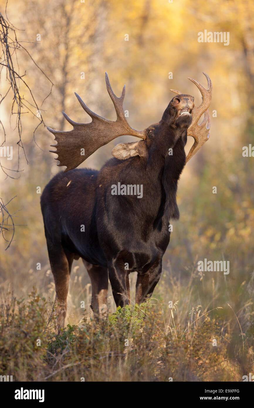 Shira's bull moose durante l'autunno rut in Wyoming Foto Stock