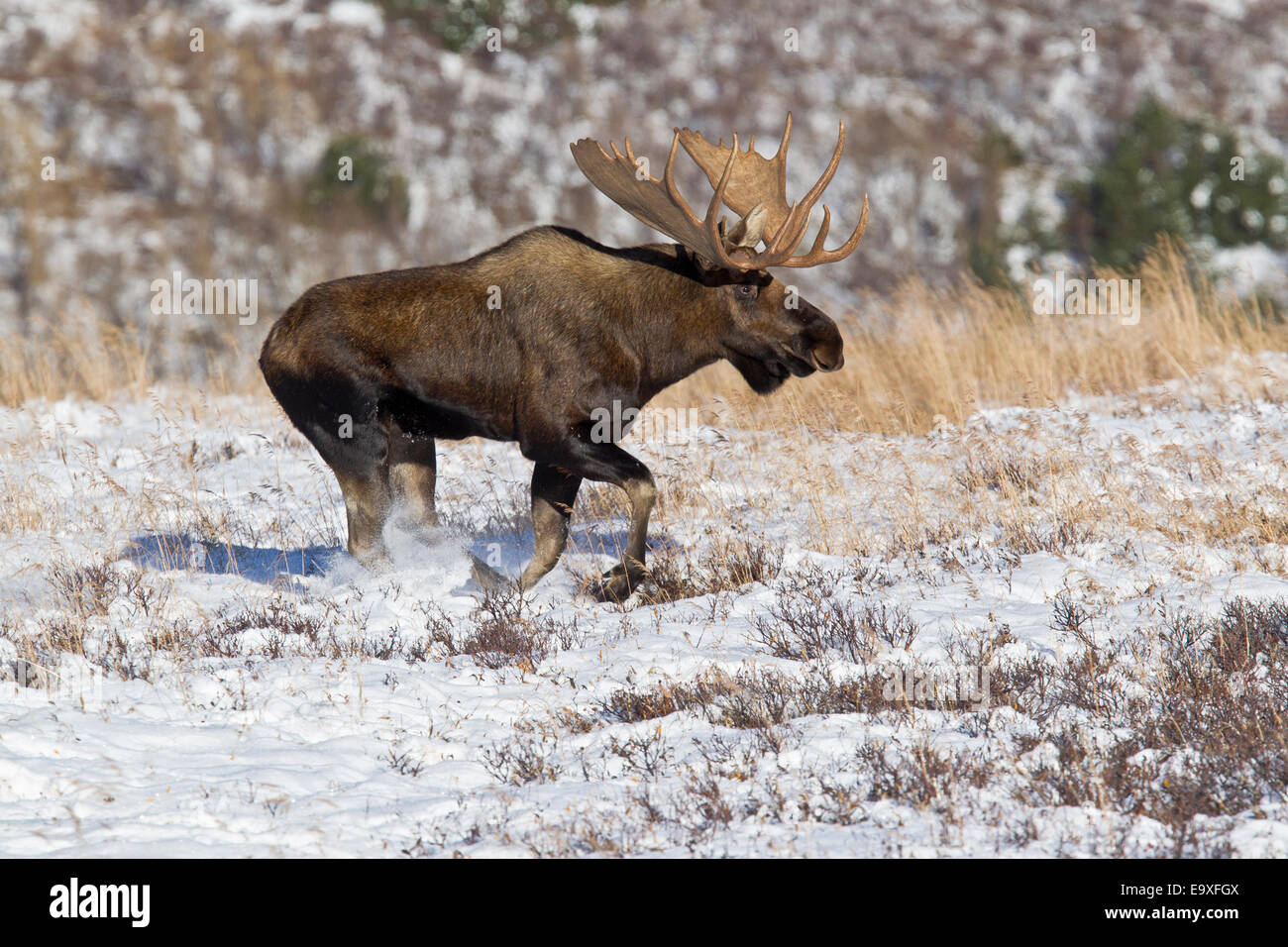 Alce di toro dell'Alaska che corre su terreni innevati Foto Stock