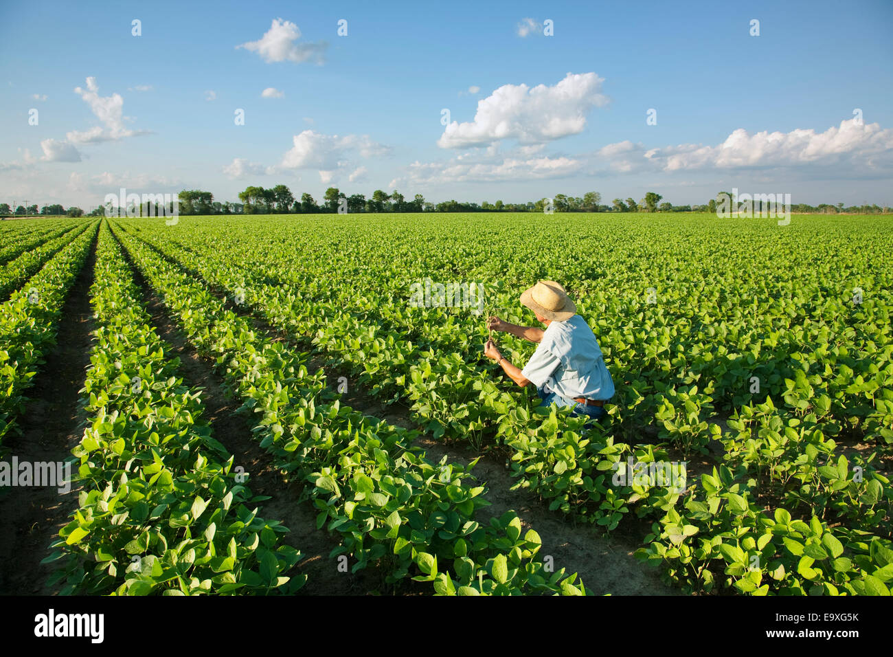 Agricoltura - un consulente di raccolto ispeziona una crescita media del raccolto di soia / vicino a Jonesboro, Arkansas, Stati Uniti d'America. Foto Stock