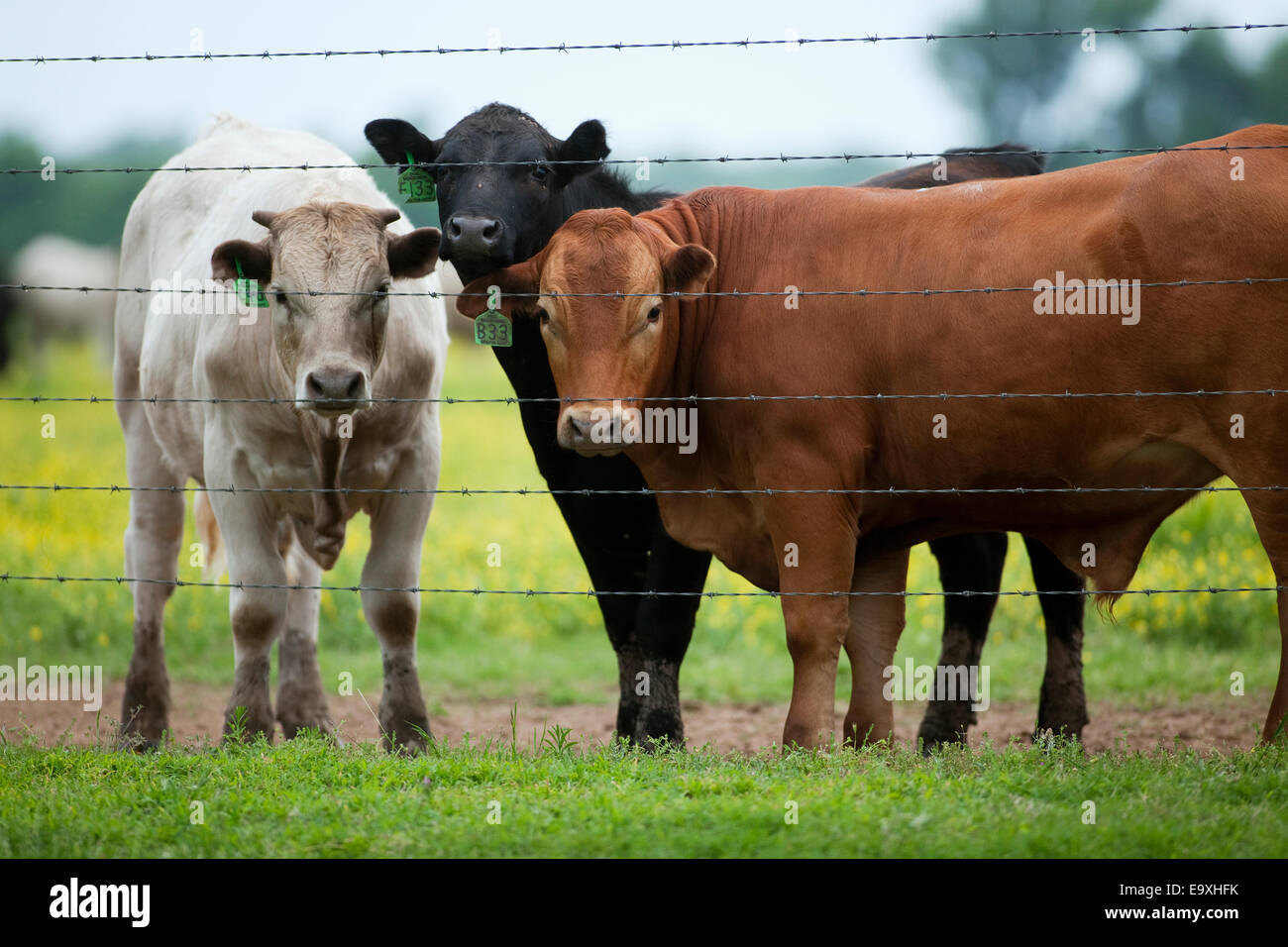 Bestiame - incroci di stocker bovini da carne in piedi dietro un recinto / vicino a Parigi, Texas, Stati Uniti d'America. Foto Stock