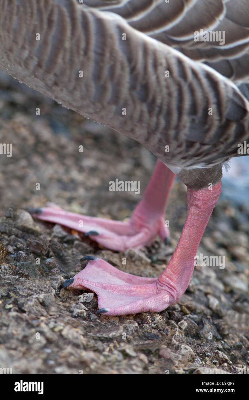 Rosa-footed oche (Anser brachyrhynchus). Close-up di piedi, che mostra il nastro e il colore. Foto Stock