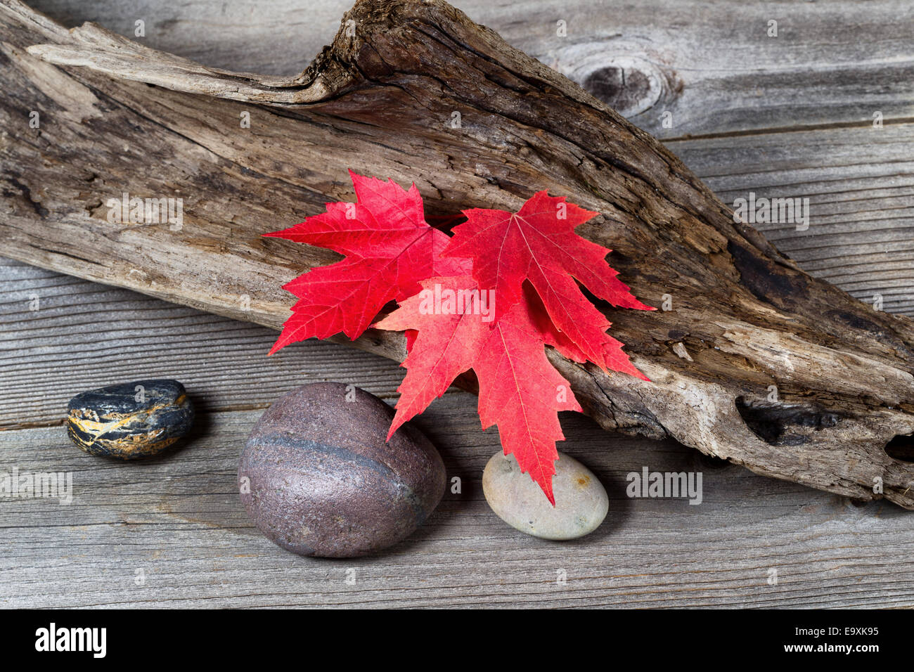 Rosso vibrante foglie di acero in autunno a colori su invecchiato driftwood Foto Stock