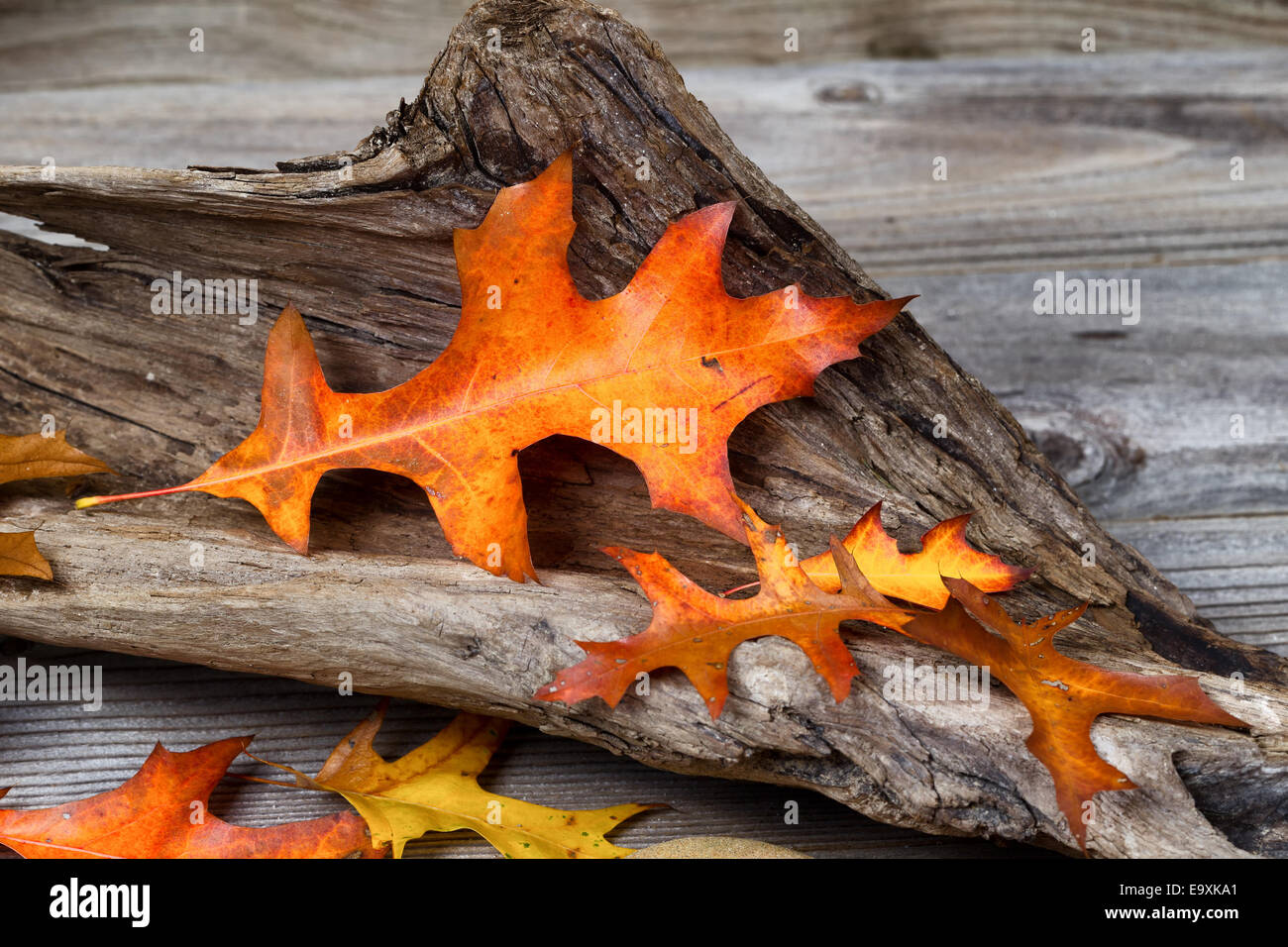 Grandi foglie di quercia in autunno a colori, all'interno di età driftwood su rustiche tavole in legno Foto Stock