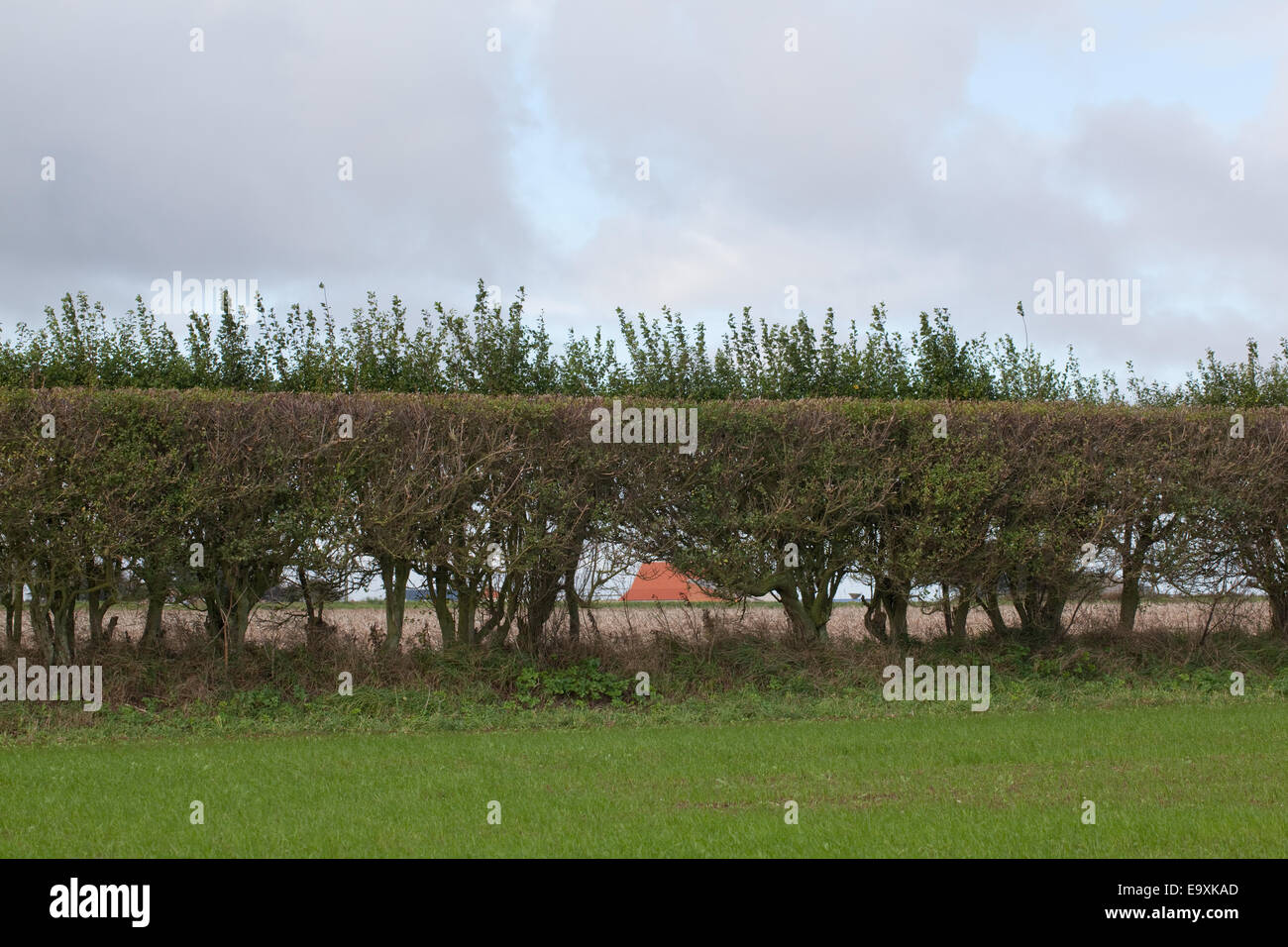 Siepe di biancospino (Crataegus monogyna). Istituito siepe di spine di nessun grande età piantato come un campo e divisore di freno del vento attraverso op Foto Stock