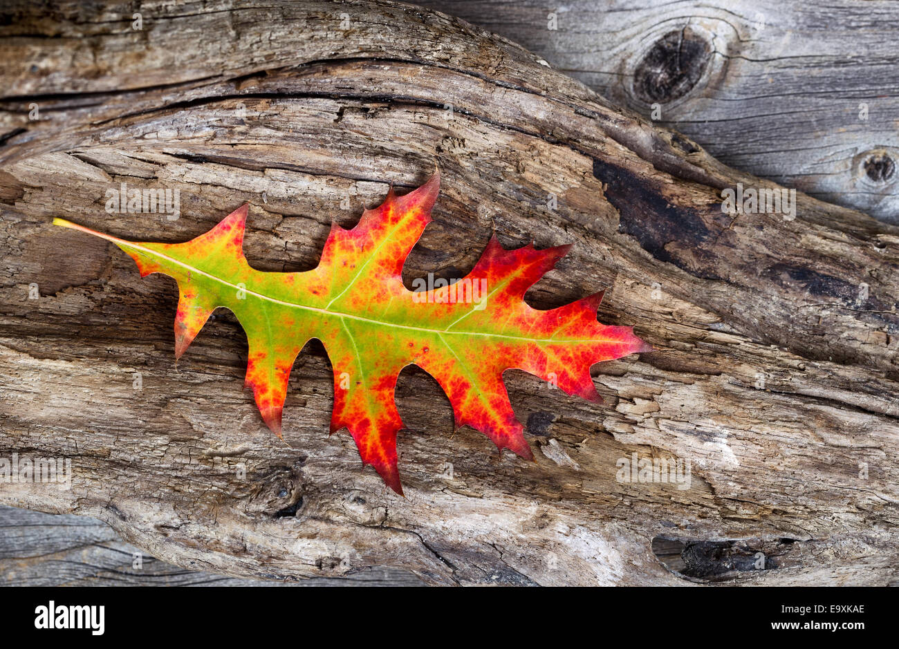 Primo piano immagine di un unico grande vibrante autunno foglie di quercia in medio di età driftwood Foto Stock