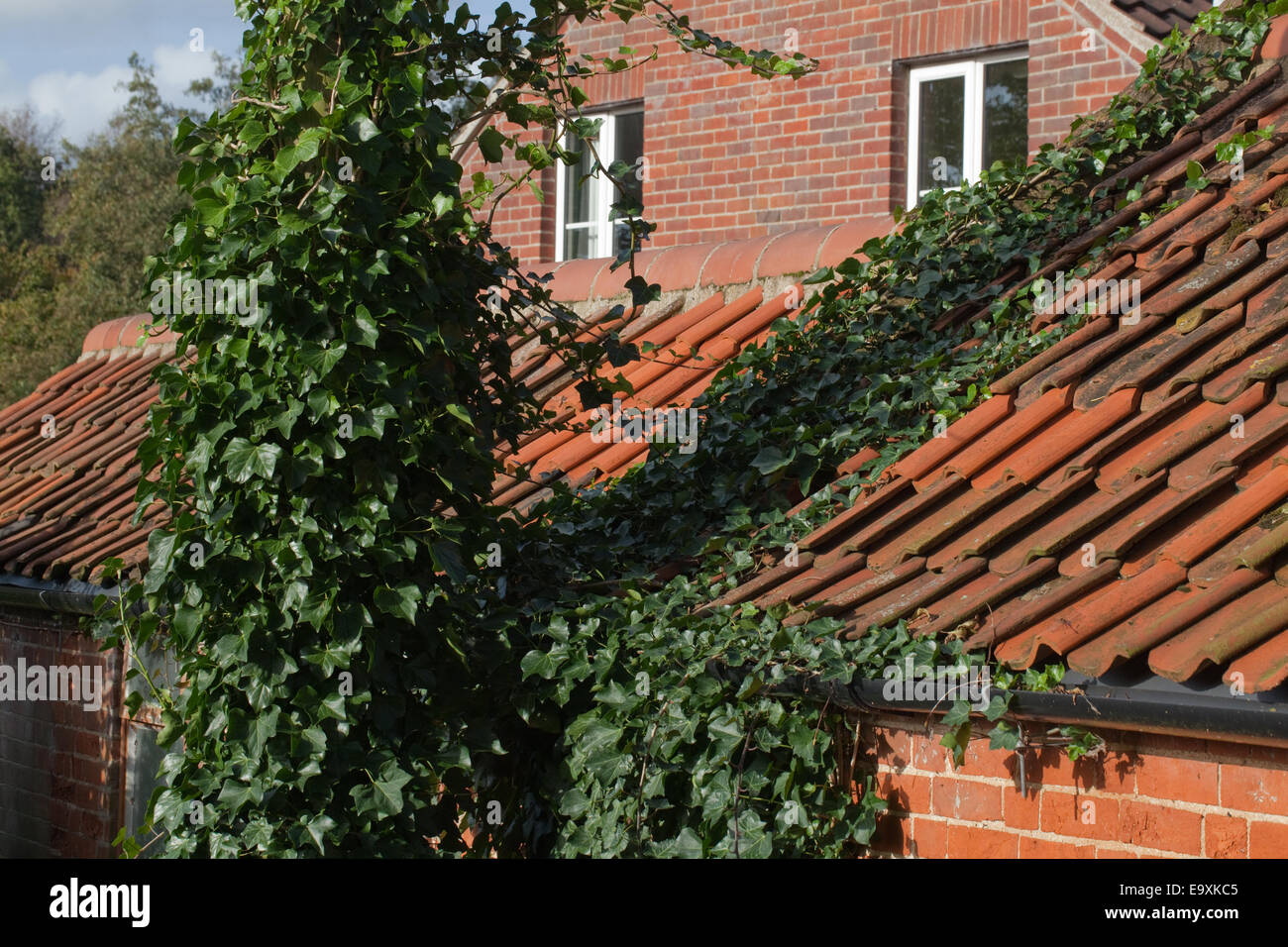 Edera (Hedera helix). Arrampicata e che copre fino ad una linea elettrica supporto post sinistra, diffondendo in pantile tetto e bloccare una piletta di scarico Foto Stock