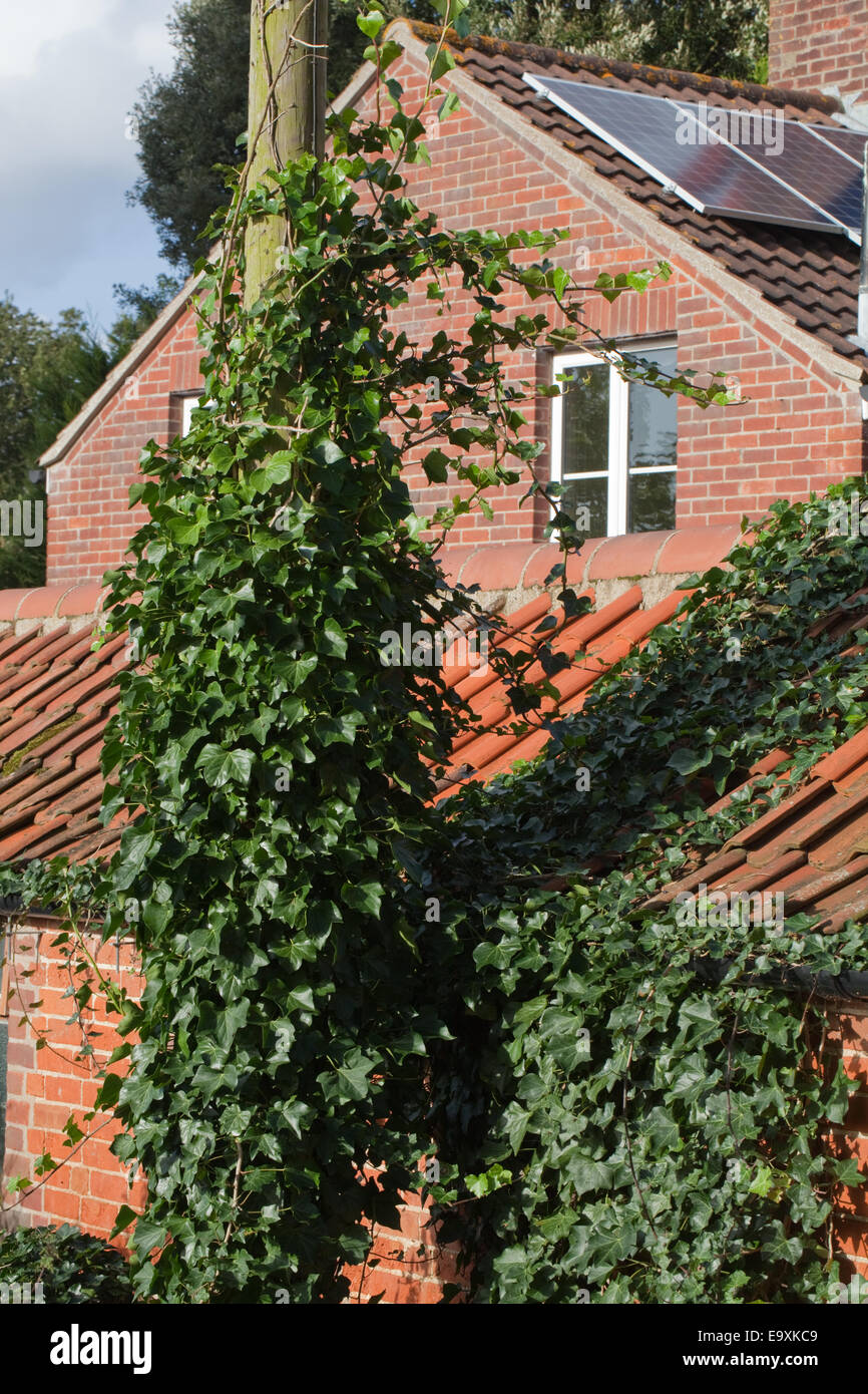 Edera (Hedera helix). Arrampicata e che copre fino ad una linea elettrica supporto post sinistra, diffondendo in pantile tetto e bloccare una piletta di scarico Foto Stock