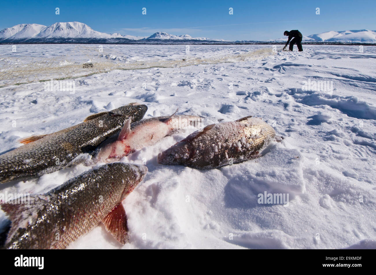 HABA 7146 - Kayanak - Fishing, Adventures on the Ice