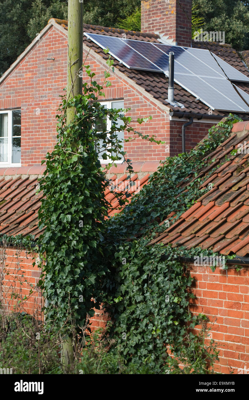 Edera (Hedera helix). Arrampicata e che copre fino ad una linea elettrica supporto post sinistra, diffondendo in pantile tetto e bloccare una piletta di scarico Foto Stock