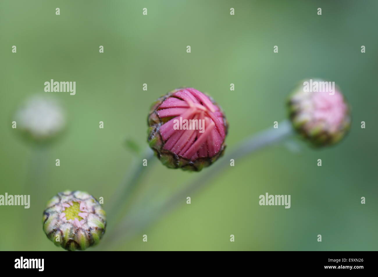 Mazzetto di crisantemo rubellum Maria Stoker boccioli di fiori Foto Stock
