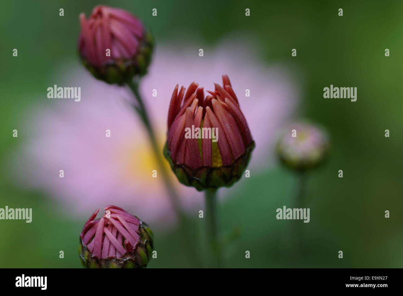 Mazzetto di crisantemo rubellum Maria Stoker boccioli di fiori Foto Stock