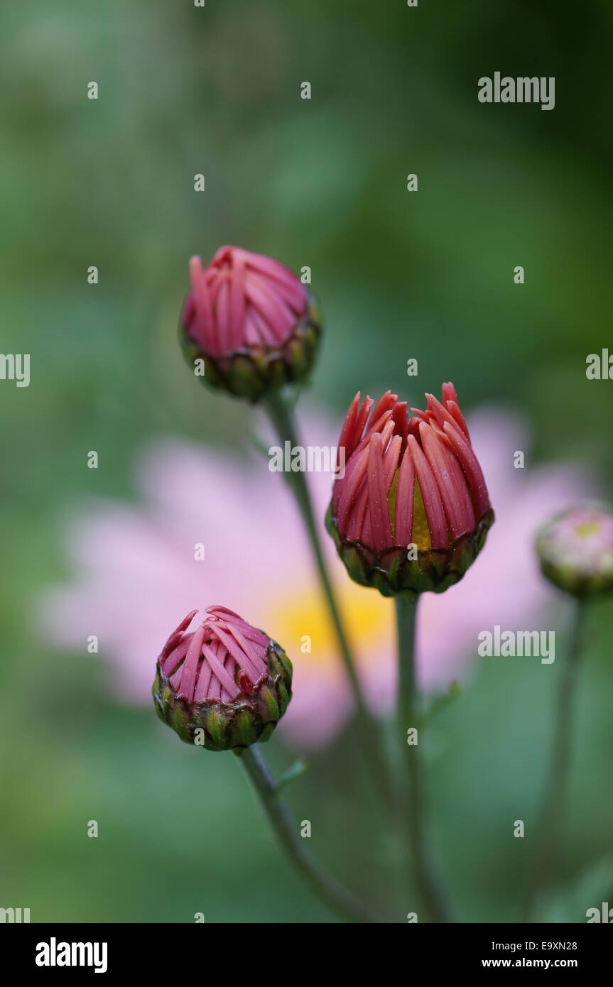 Mazzetto di crisantemo rubellum Maria Stoker boccioli di fiori Foto Stock