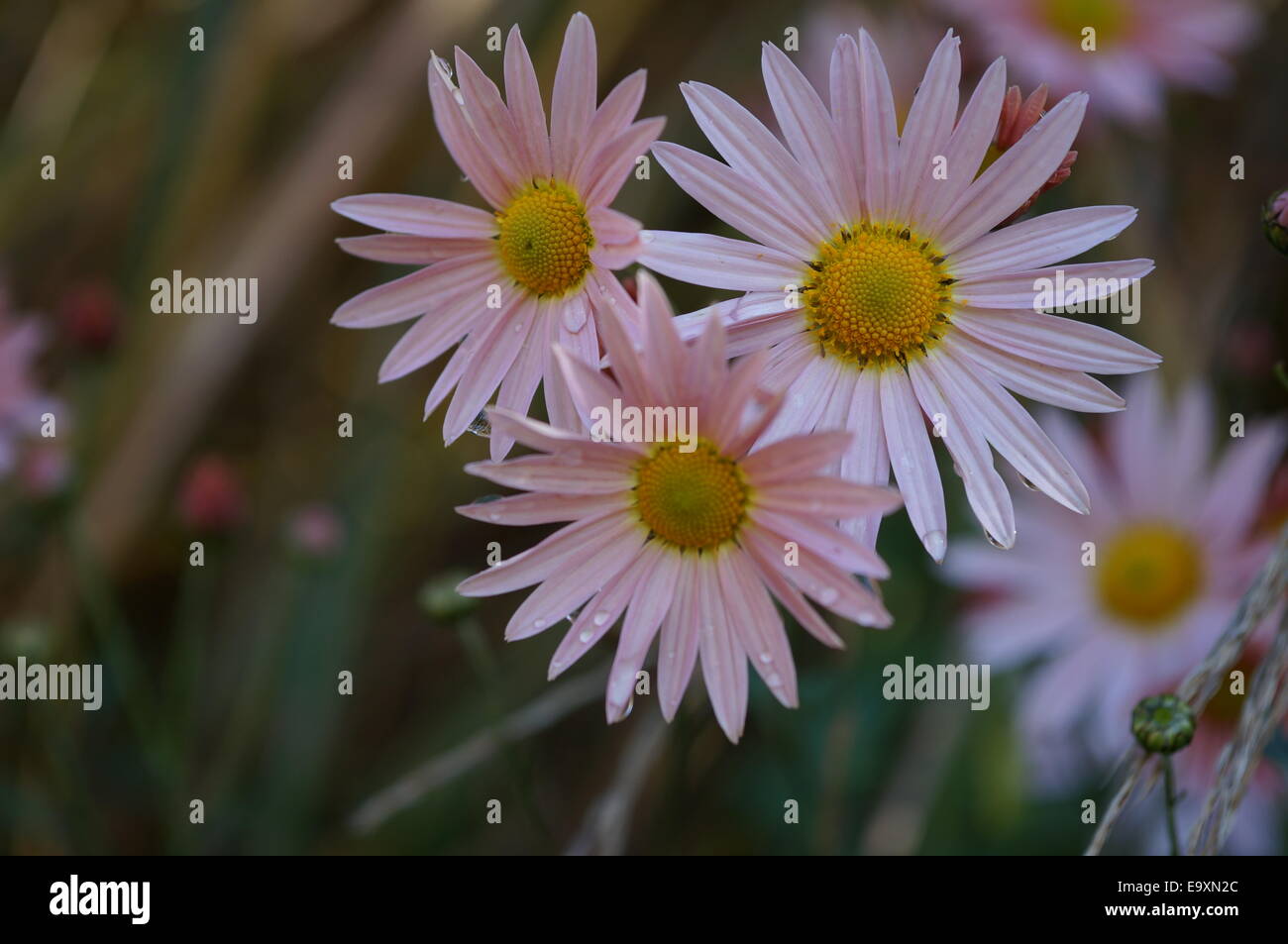 Mazzetto di crisantemo rubellum Maria Stoker fiori in condizioni di bagnato Foto Stock