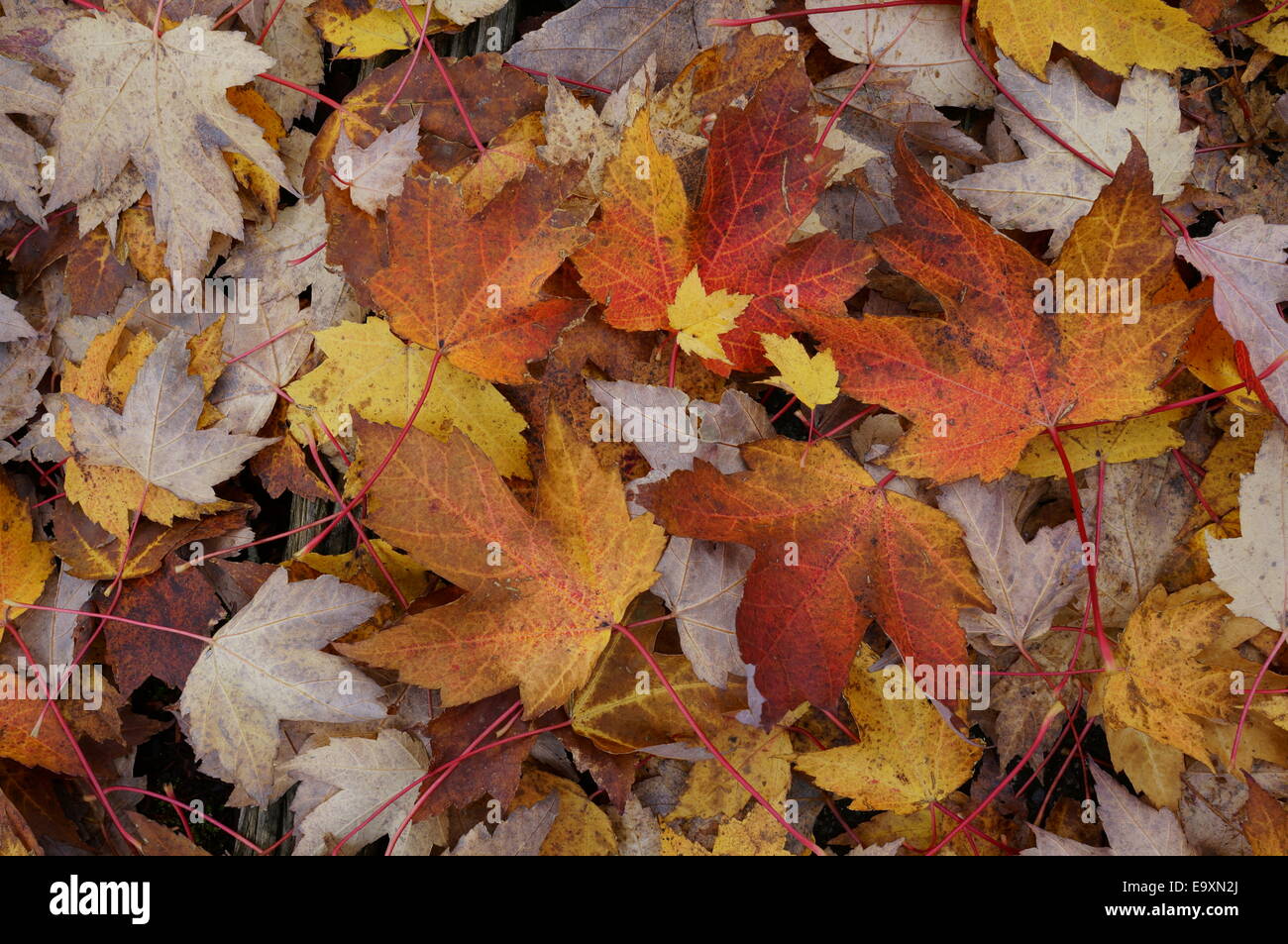 Foglie di acero di autunno Foto Stock
