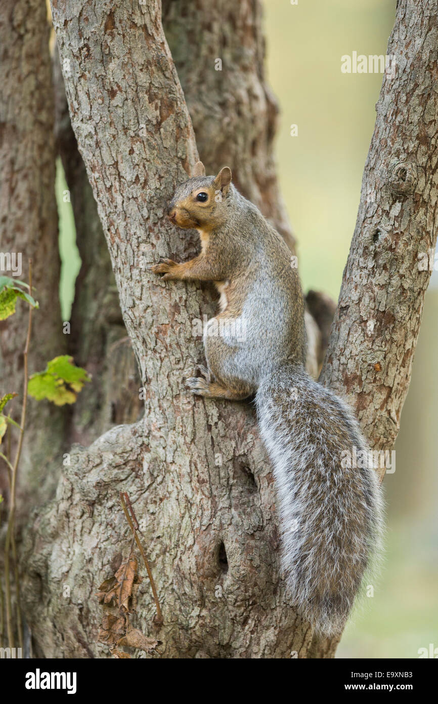 American scoiattolo grigio in autunno la luce Foto Stock