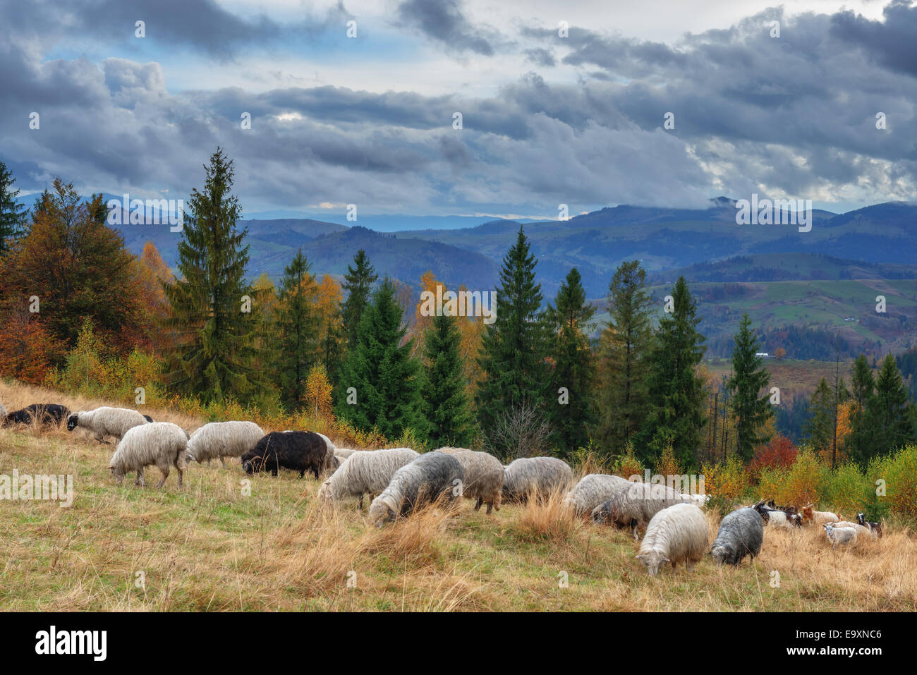 Allevamento di pecore da vicino Foto Stock