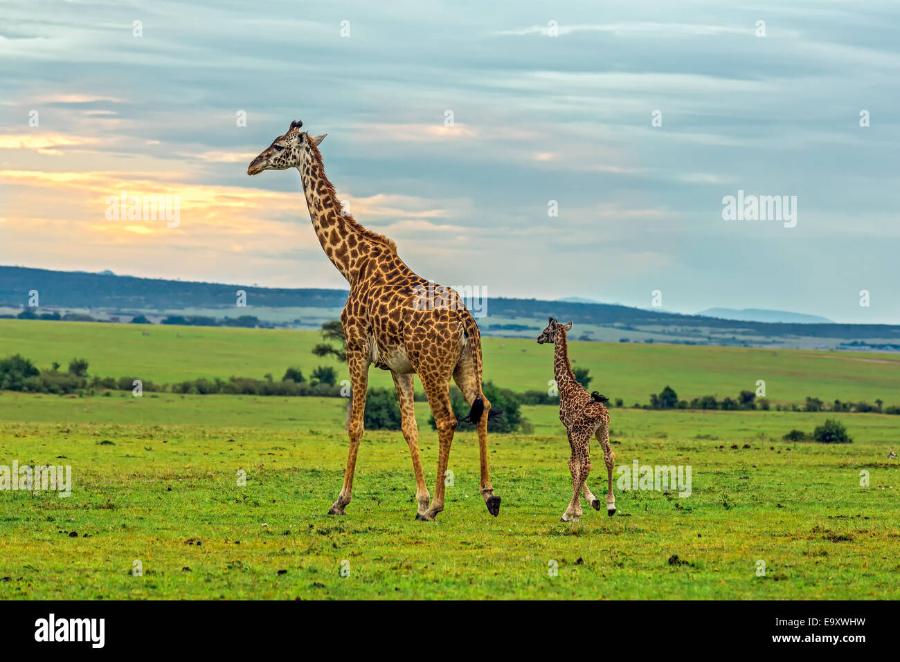 Una madre giraffa con il suo bambino. Il Masai Mara riserva nazionale del Kenya. Foto Stock
